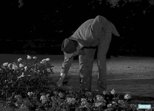 jimmy stewart flower