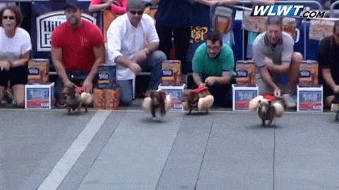 weiner dog race