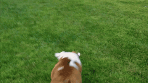 bulldog flop